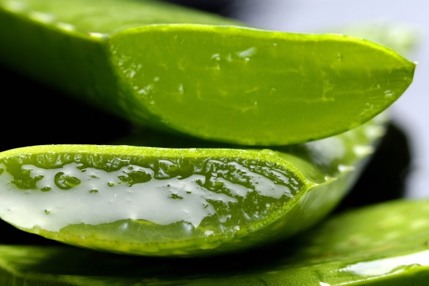 Gesund leben - Aloe Vera